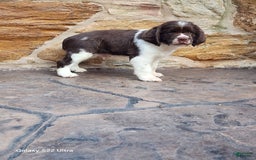 English Springer Spaniel dogs for sale: Ethan - Image 2