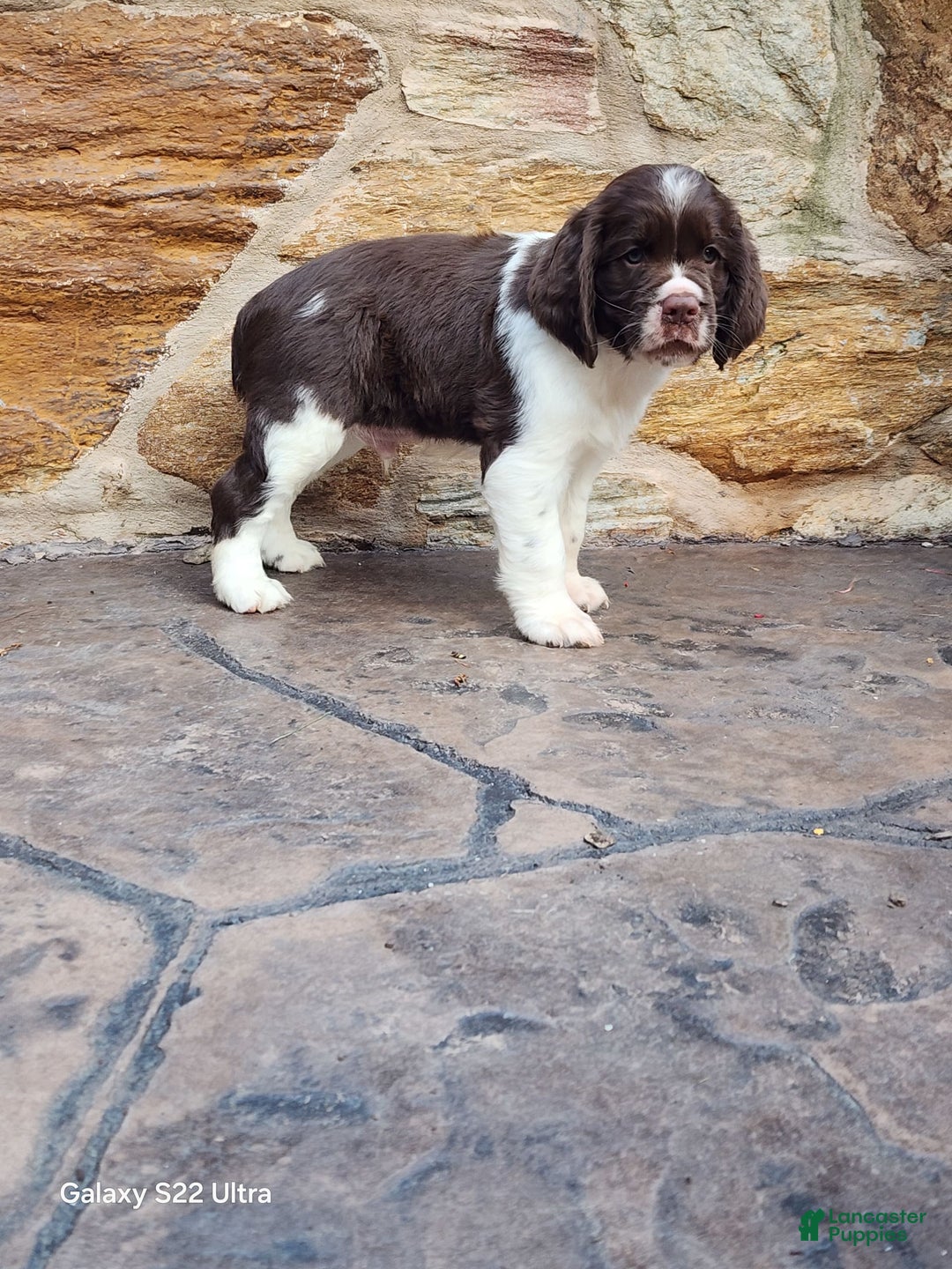 English Springer Spaniel dogs for sale: Ethan - Image 2
