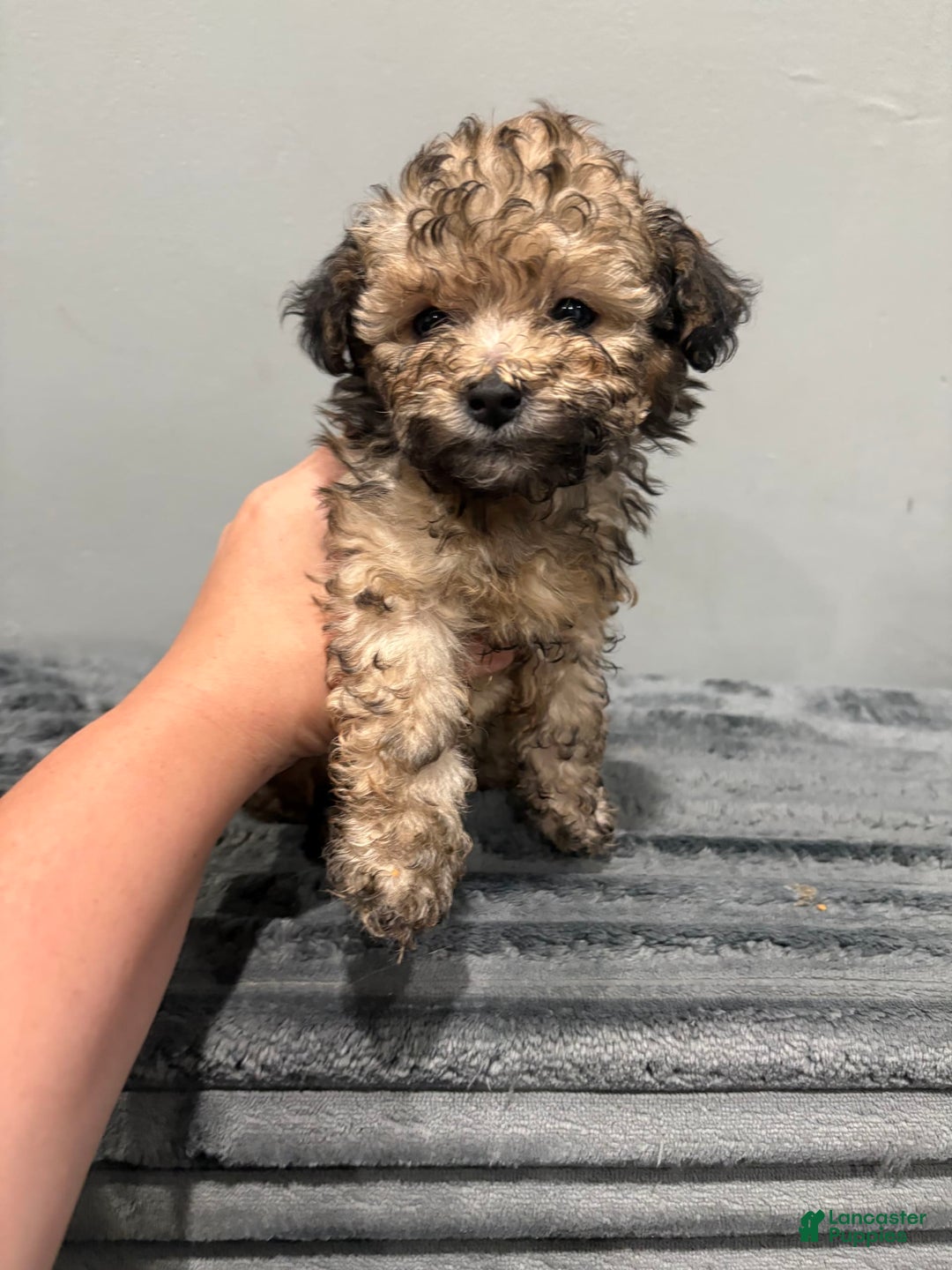 Malshi dogs for sale: Pooch - Image 1
