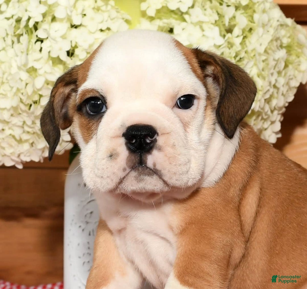 Beabull dogs for sale: Cody - Image 1