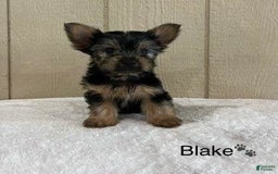 Yorkshire Terrier dogs for sale: Blake - Image 8