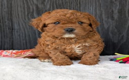 Cavapoo dogs for sale: Remi - Image 37