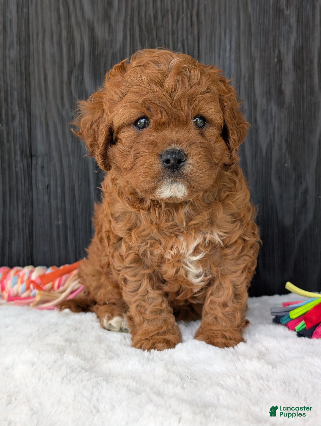Cavapoo dogs for sale: Remi - Image 37