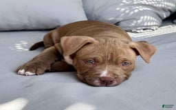 American Bully dogs for sale: Coco - Image 4