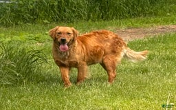 Goldendoodle dogs for sale: Sapphire - Image 3