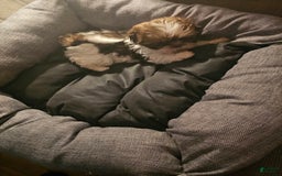 Shih Tzu dogs for sale: Not Named - Image 9