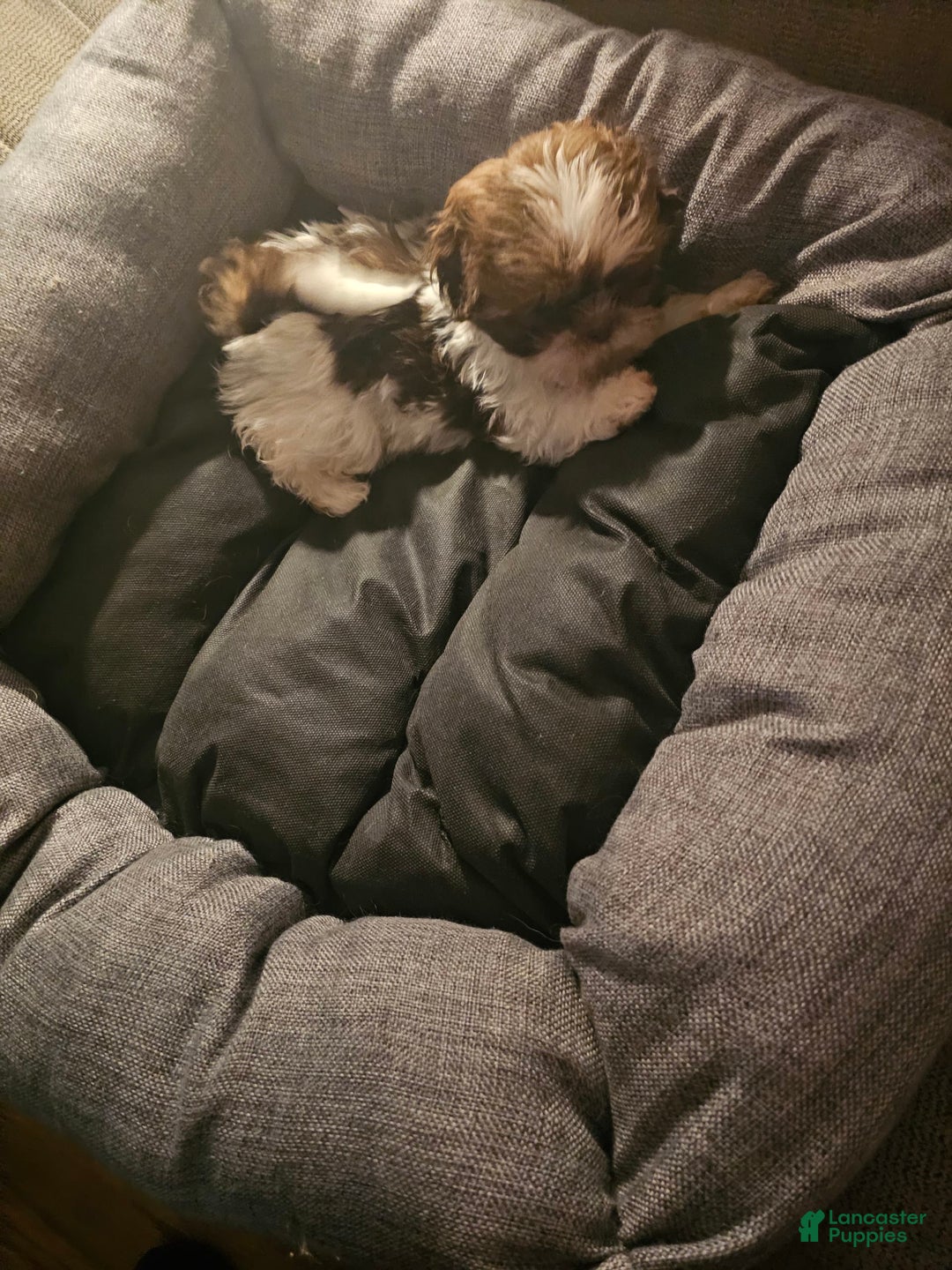 Shih Tzu dogs for sale: Not Named - Image 9