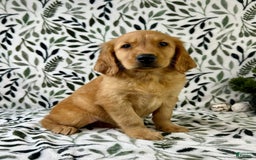Golden Retriever dogs for sale: George - Listing for pets: George, Garrison, Geo - Image 1