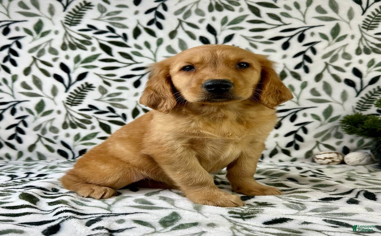 Golden Retriever dogs - Advert 30