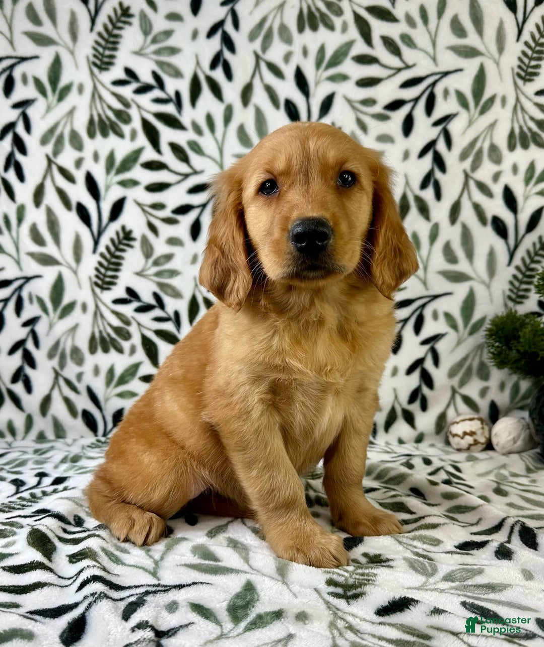 Golden Retriever dogs for sale: George - Listing for pets: George, Garrison, Geo - Image 1