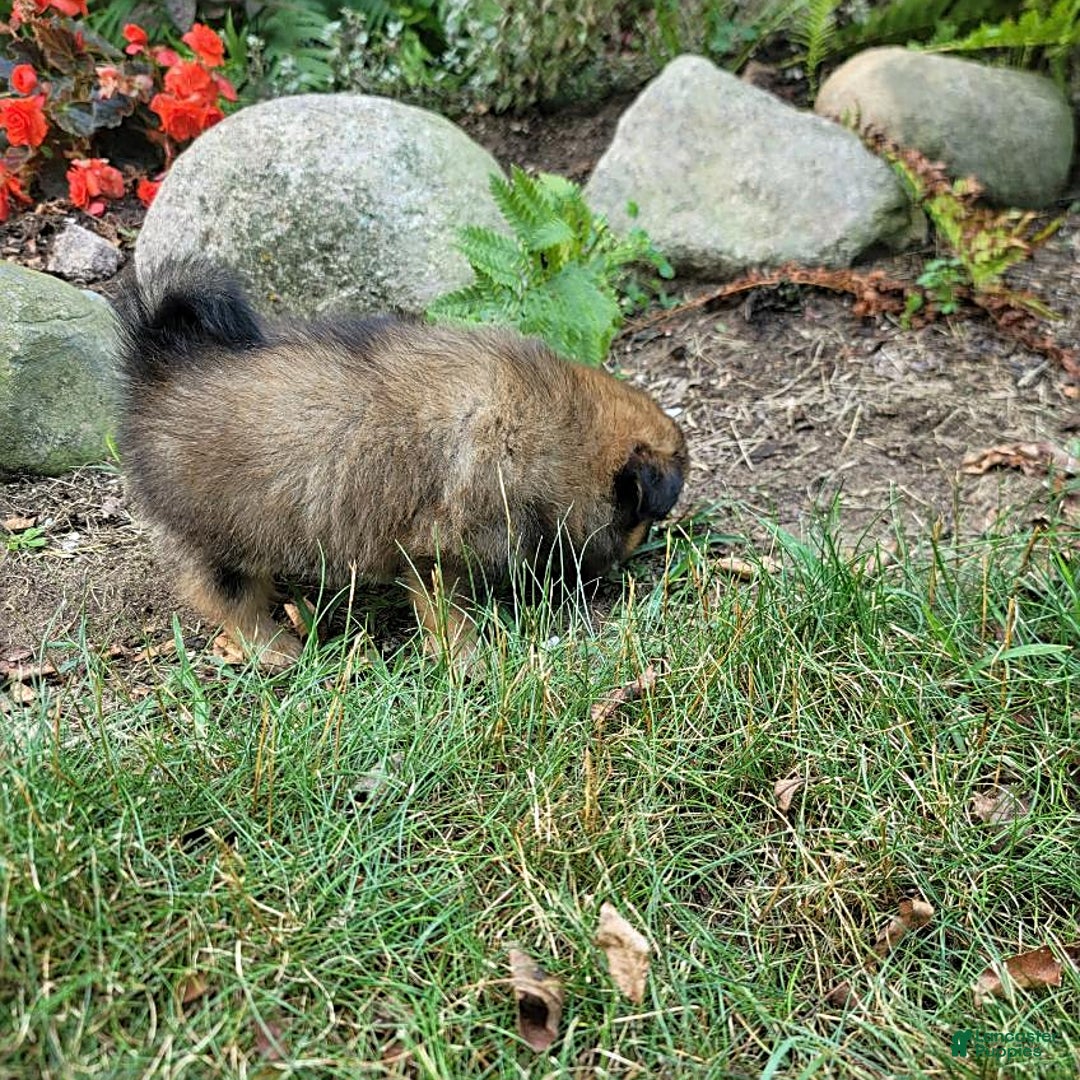 Pomeranian dogs for sale: Lacey - Image 5
