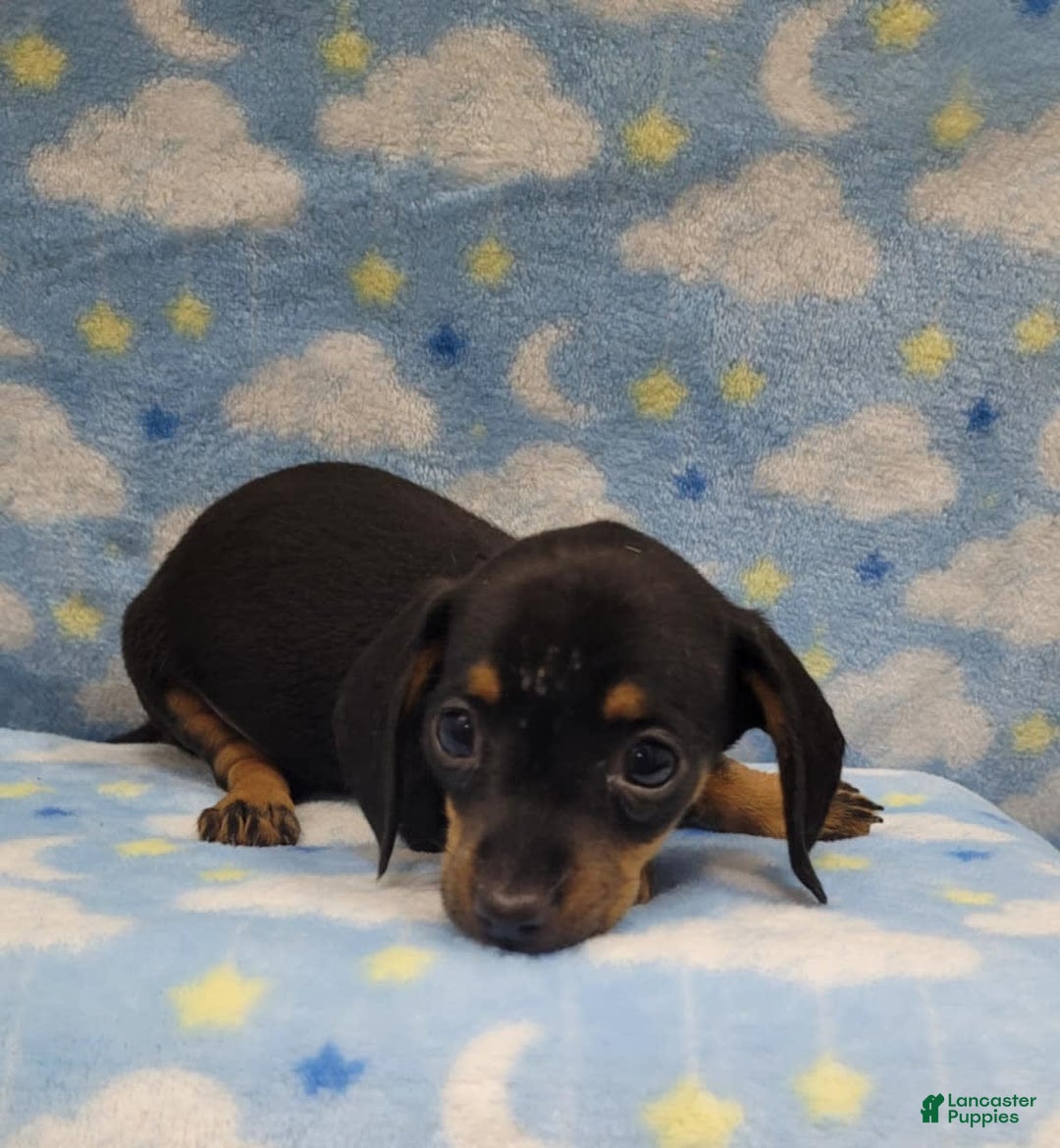 Miniature Dachshund dogs for sale: Mini - Image 4