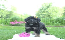 Toy Poodle dogs for sale: Twinkle - Image 5