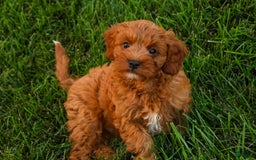 Cavalier King Charles Spaniel dogs for sale: Cavalier King Charles Spaniel 4 puppies - Image 4