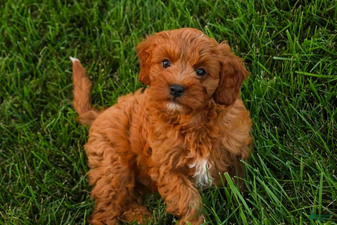 Cavalier King Charles Spaniel dogs for sale: Cavalier King Charles Spaniel 4 puppies - Image 4