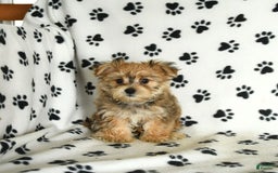 Morkie dogs for sale: Murphy - Image 9