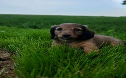 Dachshund dogs for sale: Lena - Image 16