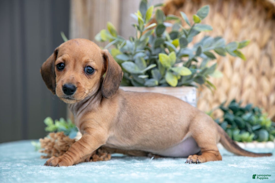 Miniature Dachshund dogs for sale: Bailey - Image 2