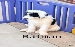 Newfypoo dogs for sale: Batman - Image 3