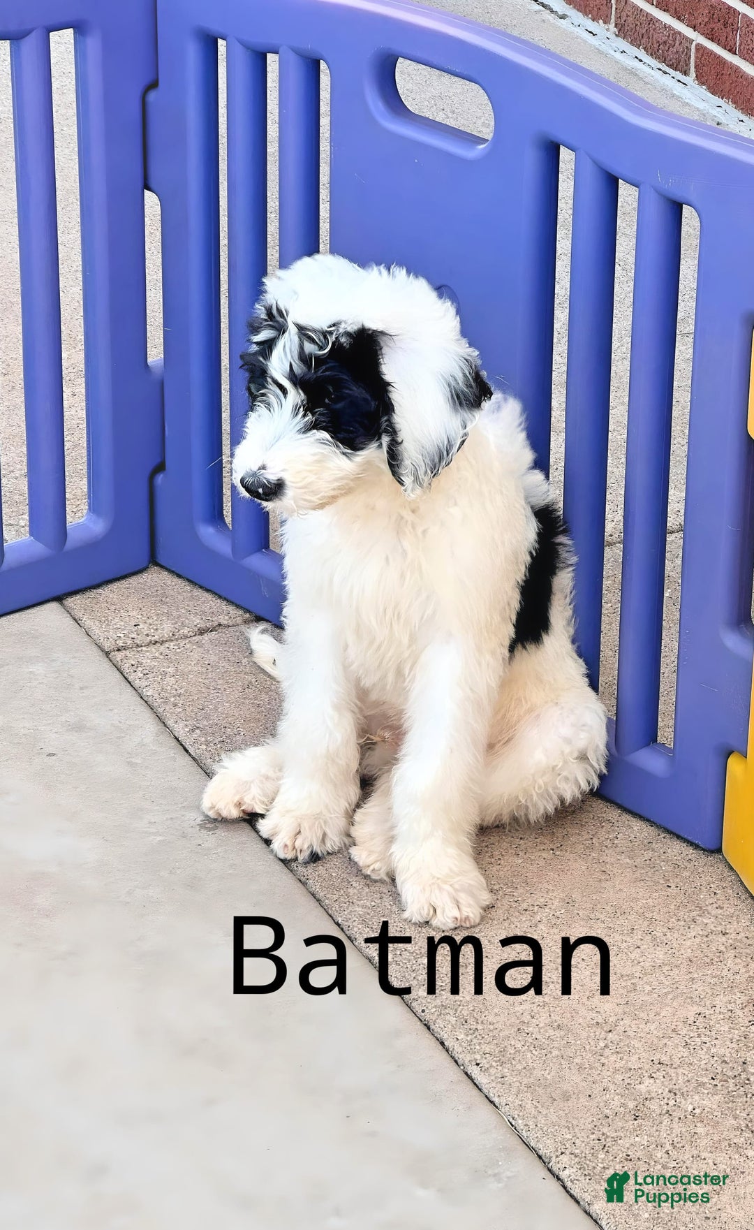Newfypoo dogs for sale: Batman - Image 3