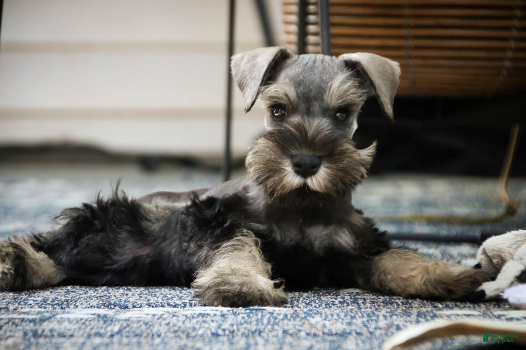 Miniature Schnauzer dogs for sale: Han - Image 3