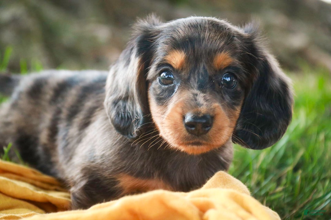 Miniature Dachshund dogs for sale: Fernando - Image 2