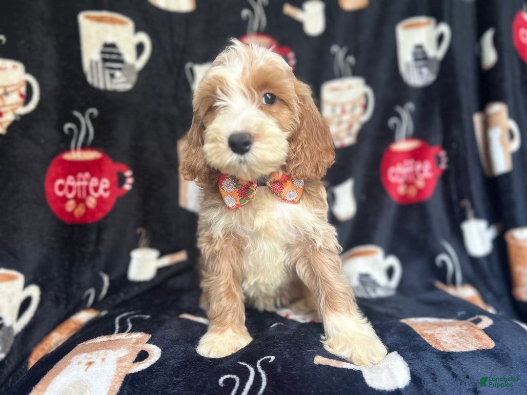 Cockapoo dogs for sale: Kilo - Image 4