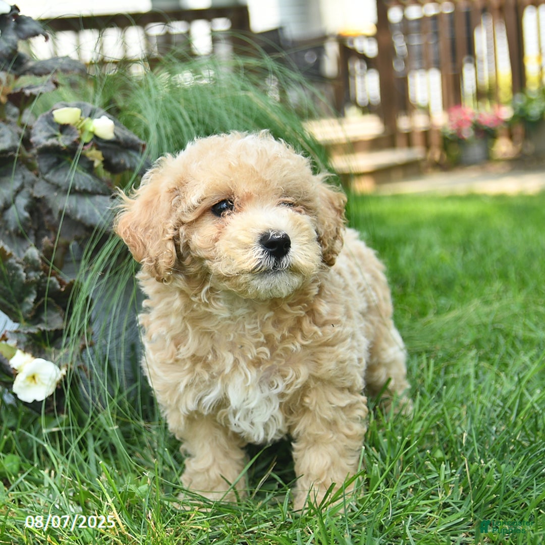 Maltipoo dogs for sale: Fluffy - Image 2
