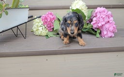 Miniature Dachshund dogs for sale: Fiona - Image 4