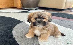 Lhasa Apso dogs for sale: Loki - Image 5
