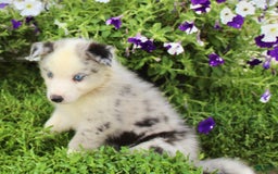 Australian Shepherd dogs for sale: Australian Shepherd 8 puppies - Image 14
