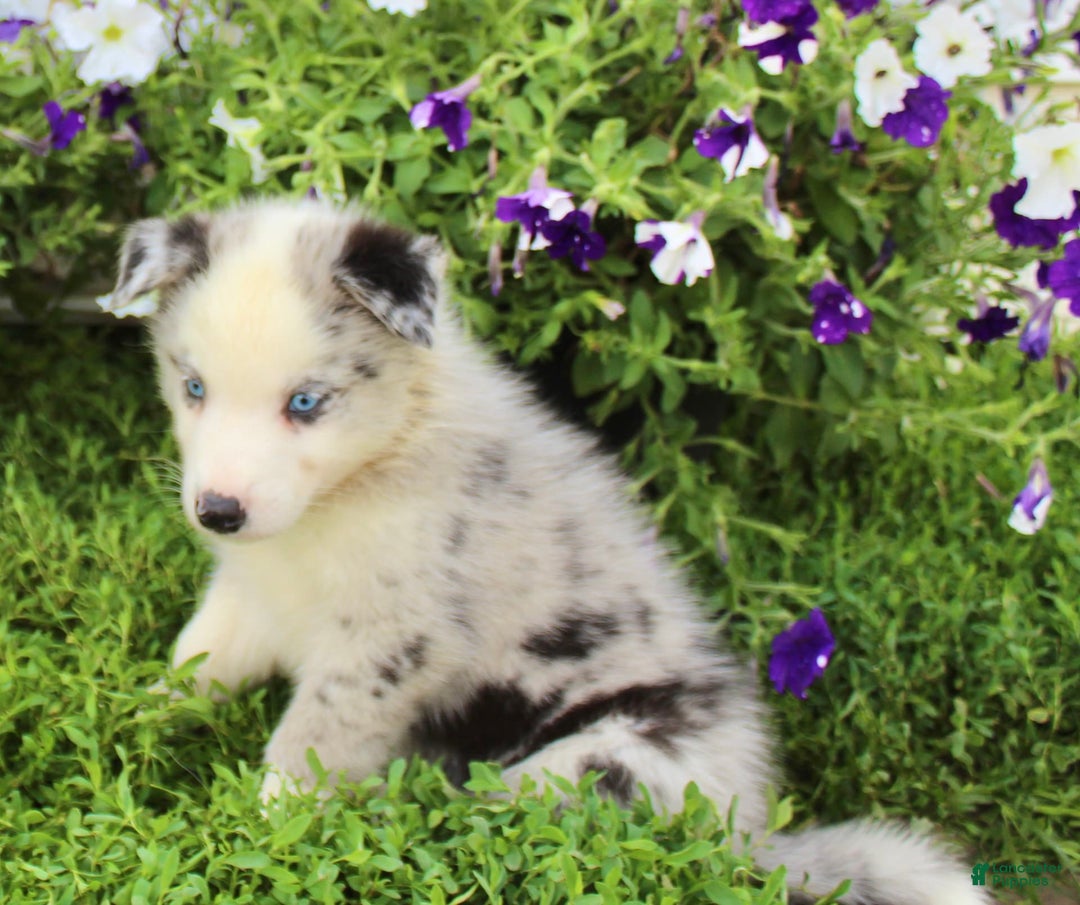 Australian Shepherd dogs for sale: Australian Shepherd 8 puppies - Image 14