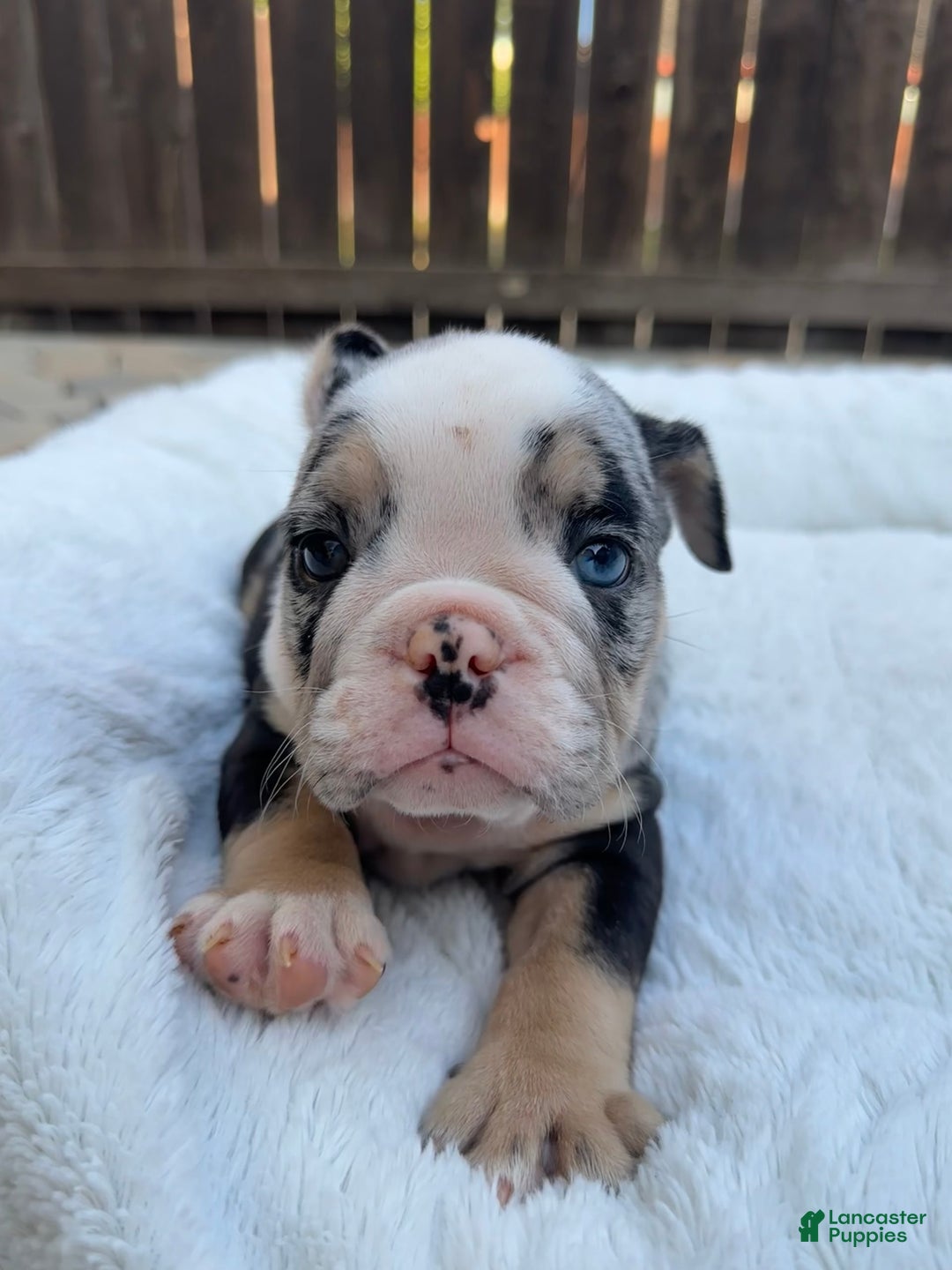 English Bulldog dogs for sale: Mydus - Image 4