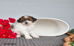 Lhasapoo dogs for sale: Sugar - Image 3
