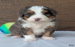 Mini Bernedoodle dogs for sale: Louie - Image 13