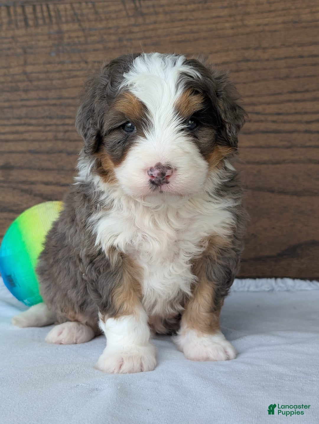 Mini Bernedoodle dogs for sale: Louie - Image 13