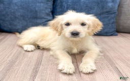 Mini Goldendoodle dogs for sale: Betty - Image 3