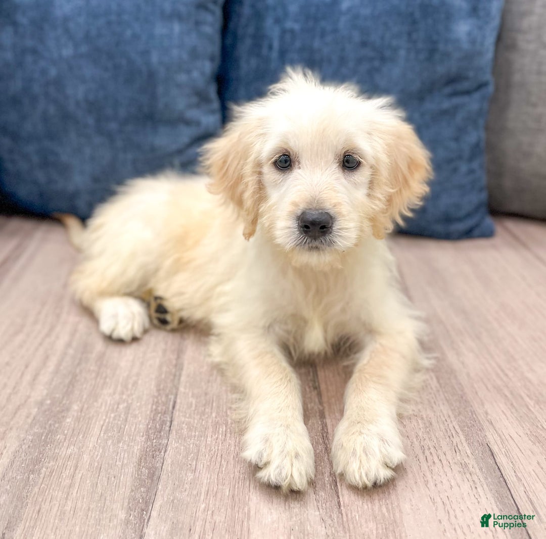 Mini Goldendoodle dogs for sale: Betty - Image 3