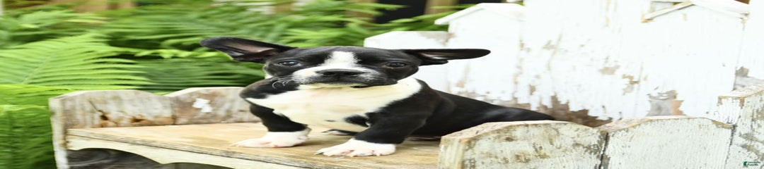Kane