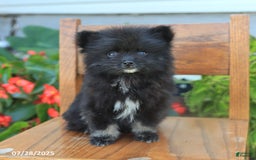 Pomeranian dogs for sale: Pomeranian 4 puppies - Image 10