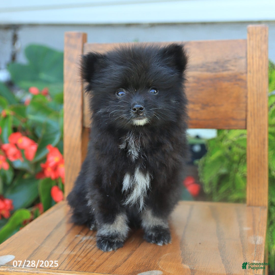 Pomeranian dogs for sale: Pomeranian 4 puppies - Image 10
