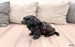 Shihpoo dogs for sale: Ollie - Image 2
