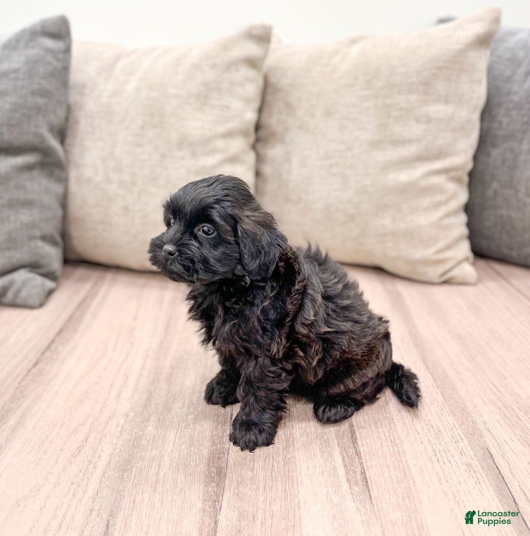 Shihpoo dogs for sale: Ollie - Image 2