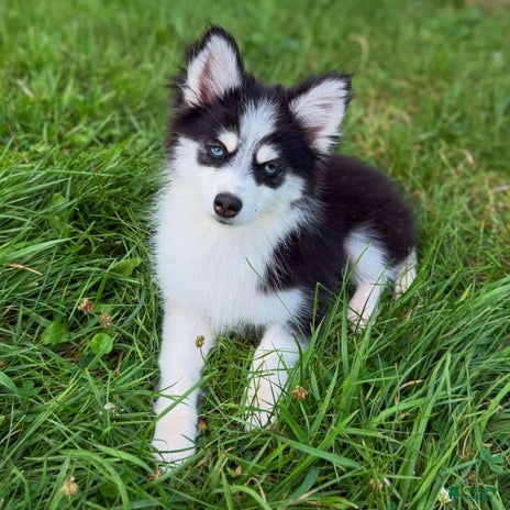 Pomsky dogs for sale - Ad 2