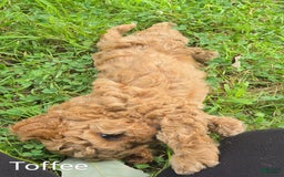 Cavapoo dogs for sale: Toffee - Image 4