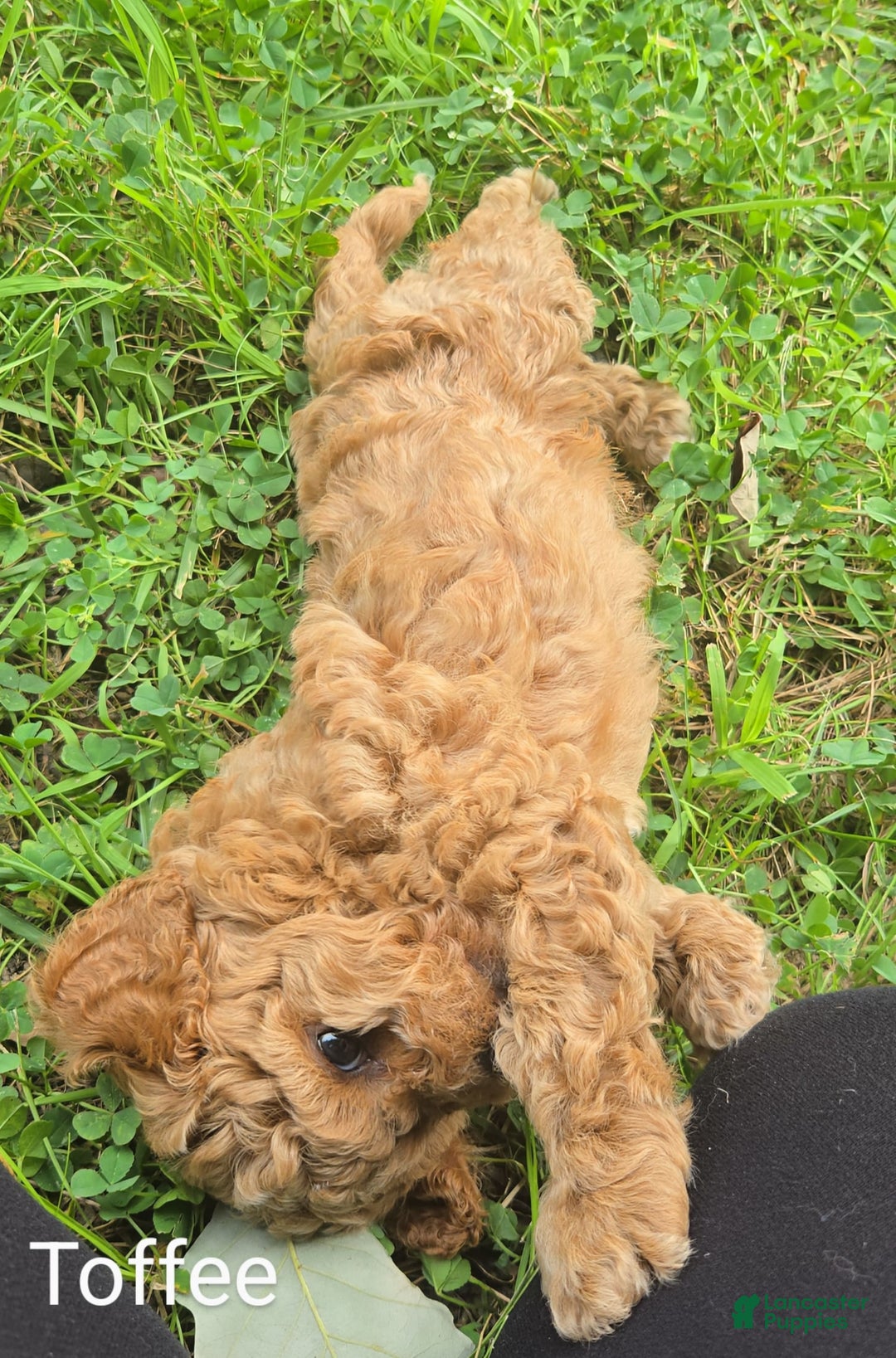 Cavapoo dogs for sale: Toffee - Image 4