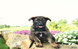 German Shepherd dogs for sale: Harley - Listing for pets: Heidi, Hank, Harley, Haven, Harper, Hudson, Harry, Hunter - Image 2