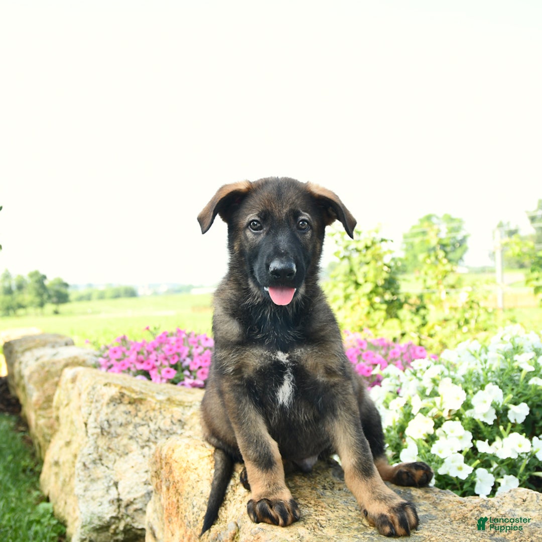 German Shepherd dogs for sale: Harley - Listing for pets: Heidi, Hank, Harley, Haven, Harper, Hudson, Harry, Hunter - Image 2