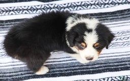 Australian Shepherd dogs for sale: Boston - Image 8