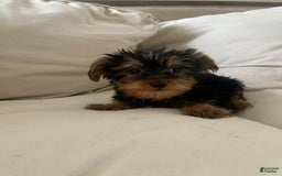 Yorkshire Terrier dogs for sale: Cash - Image 1